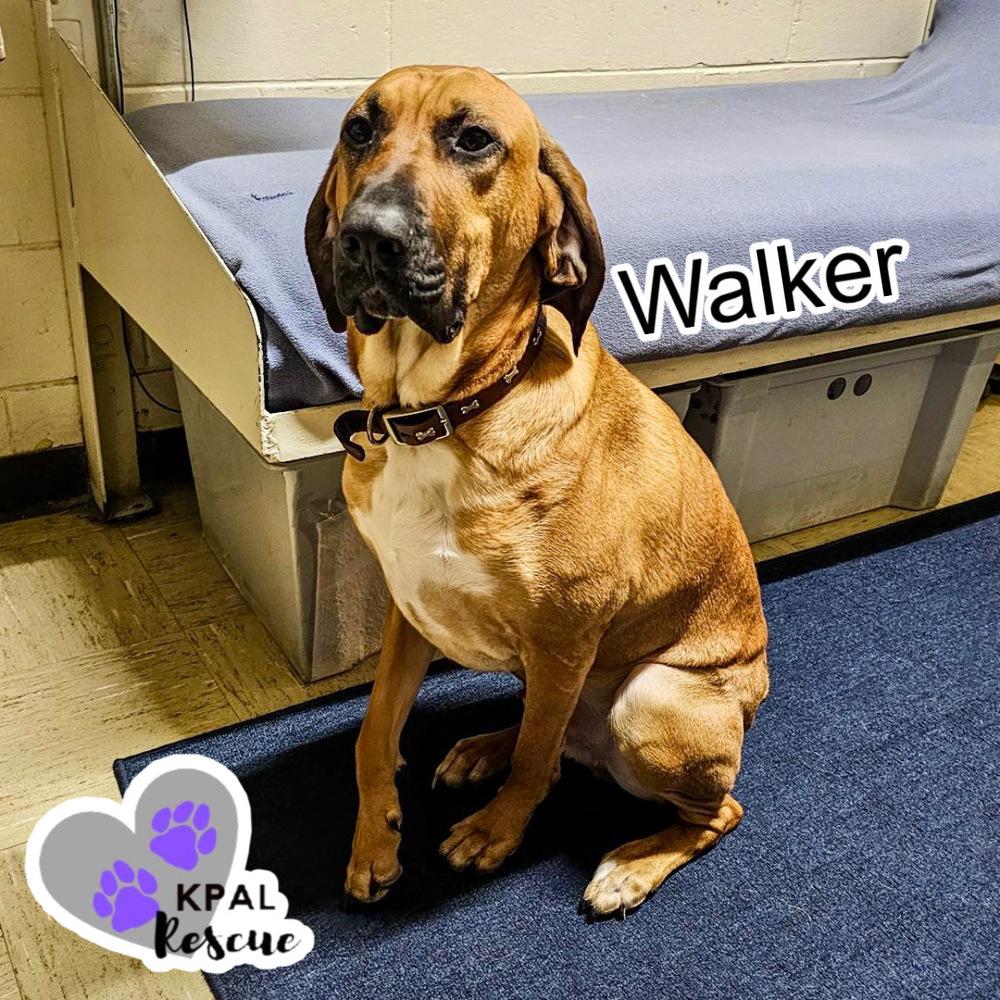 Enlarge Walker, a Adoptable mixed breed in Kenai, AK image 1/2