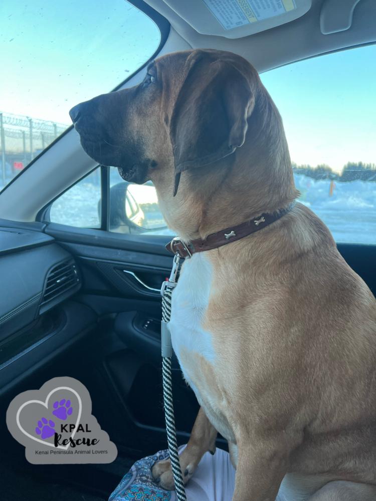 Enlarge Walker, a Adoptable mixed breed in Kenai, AK image 2/4