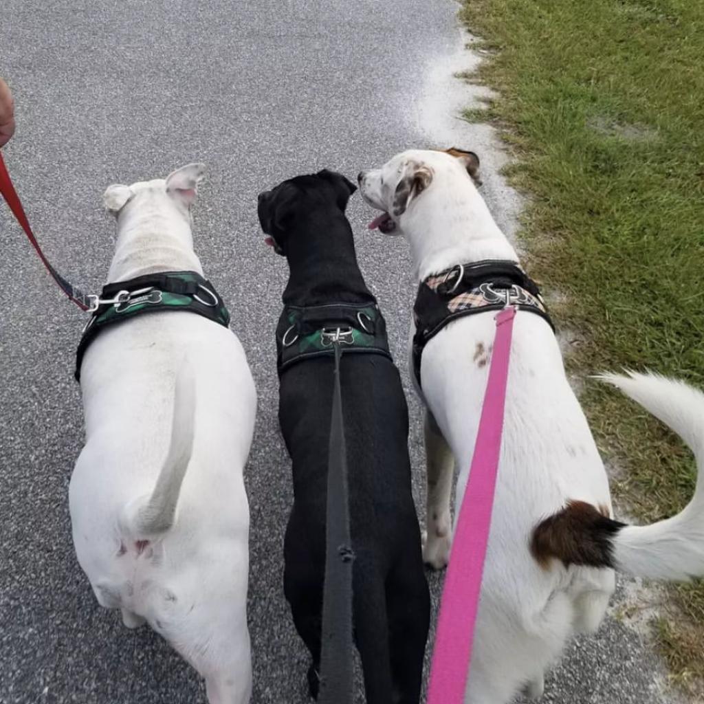 Fluffy, Adoptable, Adult Male Hound.