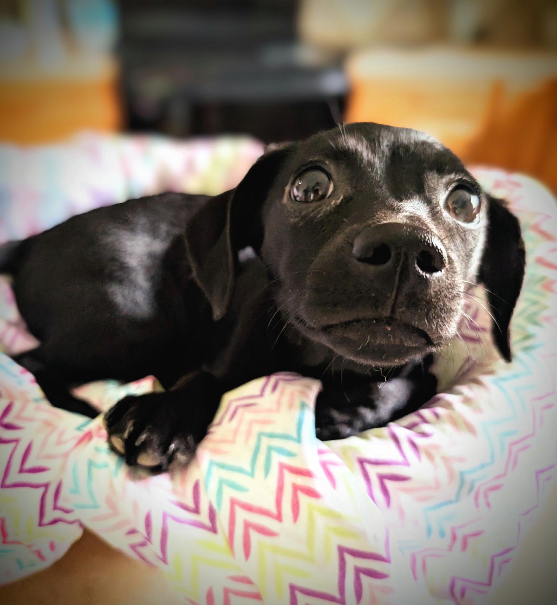 Puppy 3 Jasmine