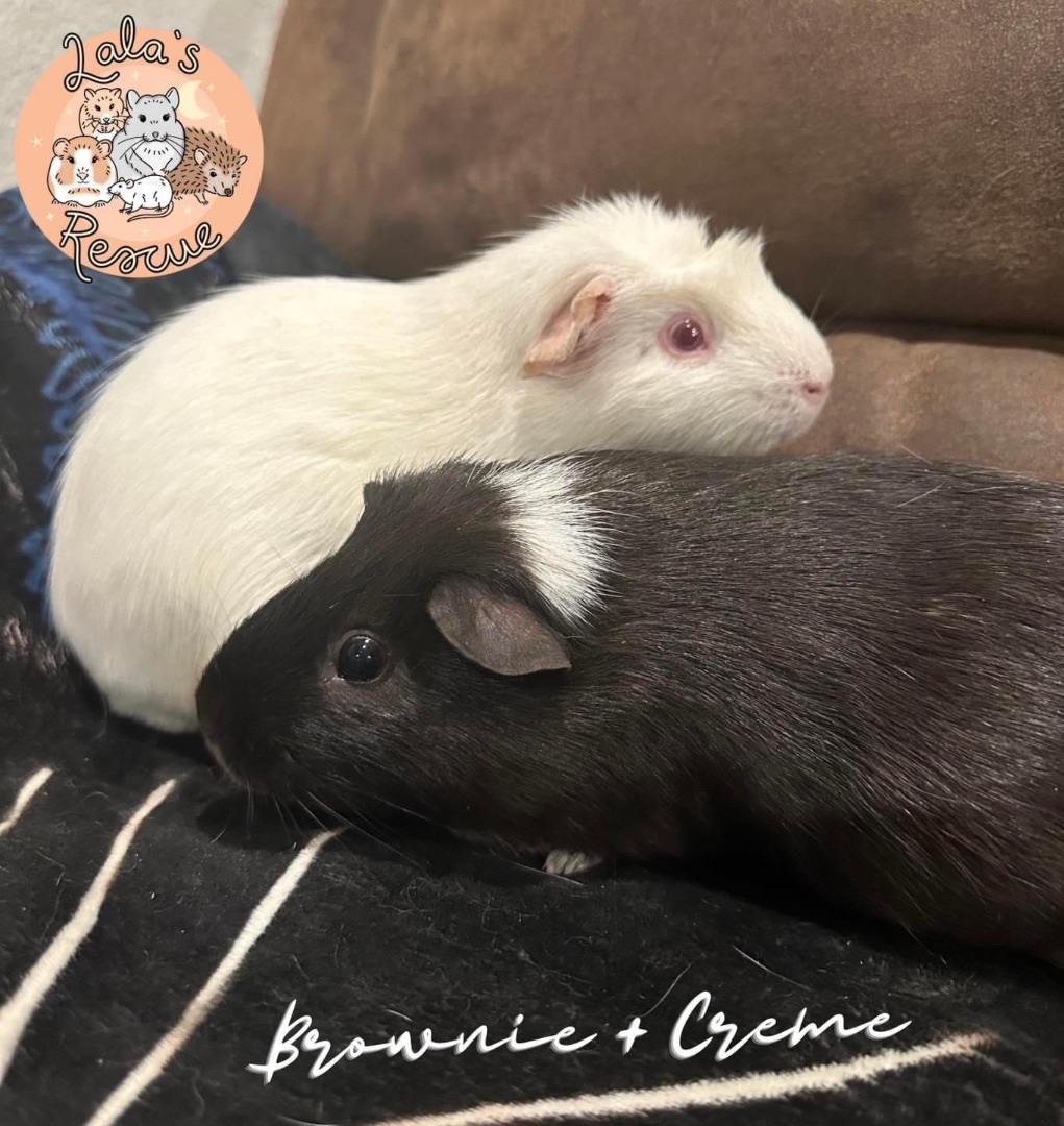 Guinea Pig for adoption Brownie+Creme, a ShortHaired in Seattle, WA