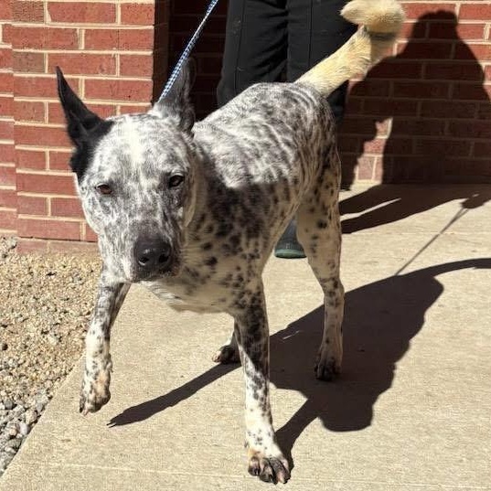 Damar, ADOPTABLE, Adult Male Australian Cattle Dog / Blue Heeler.