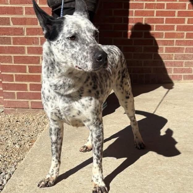 Damar, a ADOPTABLE mixed breed in Lumberton, NC image 2/2