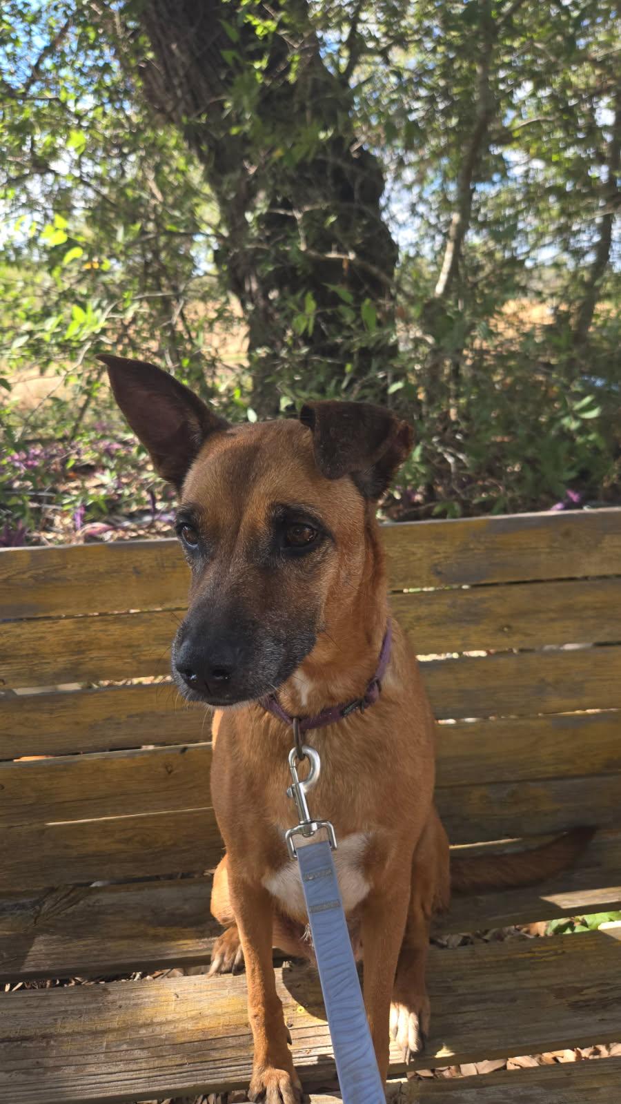 Bambi, an adoptable Labrador Retriever, Shepherd in eugene, OR, 97402 | Photo Image 5