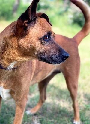 Bambi, an adoptable Labrador Retriever, Shepherd in eugene, OR, 97402 | Photo Image 4