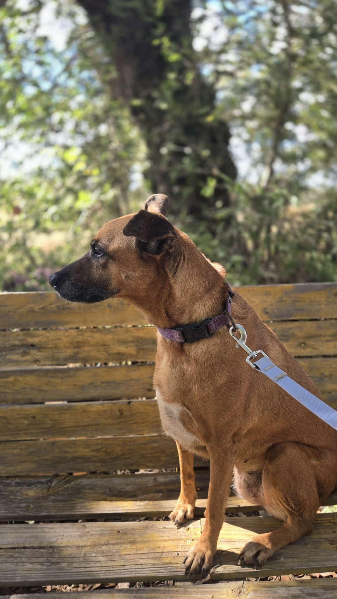 Bambi, an adoptable Labrador Retriever, Shepherd in eugene, OR, 97402 | Photo Image 2