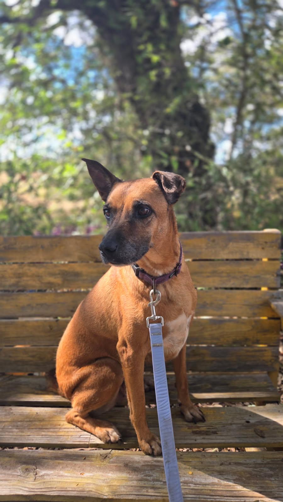 Bambi, an adoptable Labrador Retriever, Shepherd in eugene, OR, 97402 | Photo Image 1