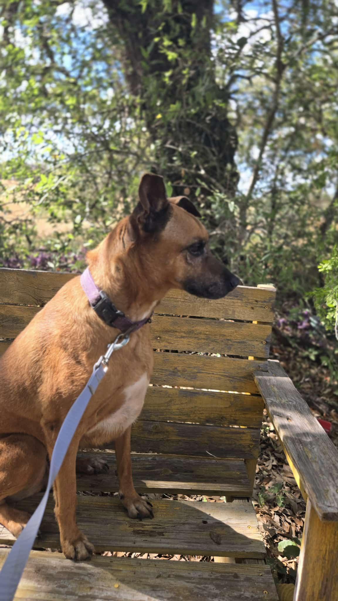 Bambi, an adoptable Labrador Retriever, Shepherd in eugene, OR, 97402 | Photo Image 3