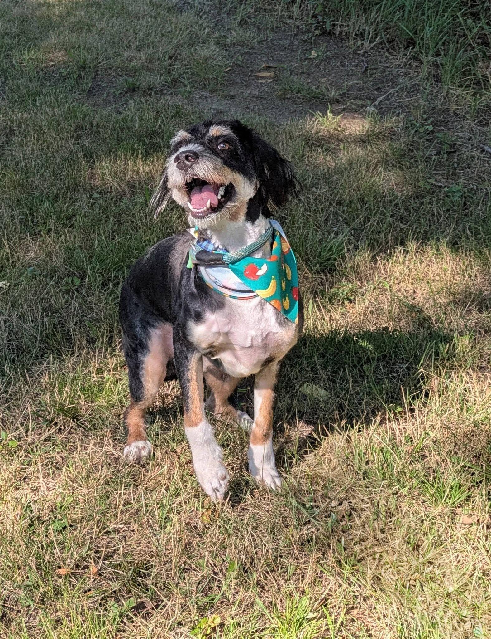Enlarge Donkey Kong, an adopted Bernadoodle in Brockton, MA image 1/4