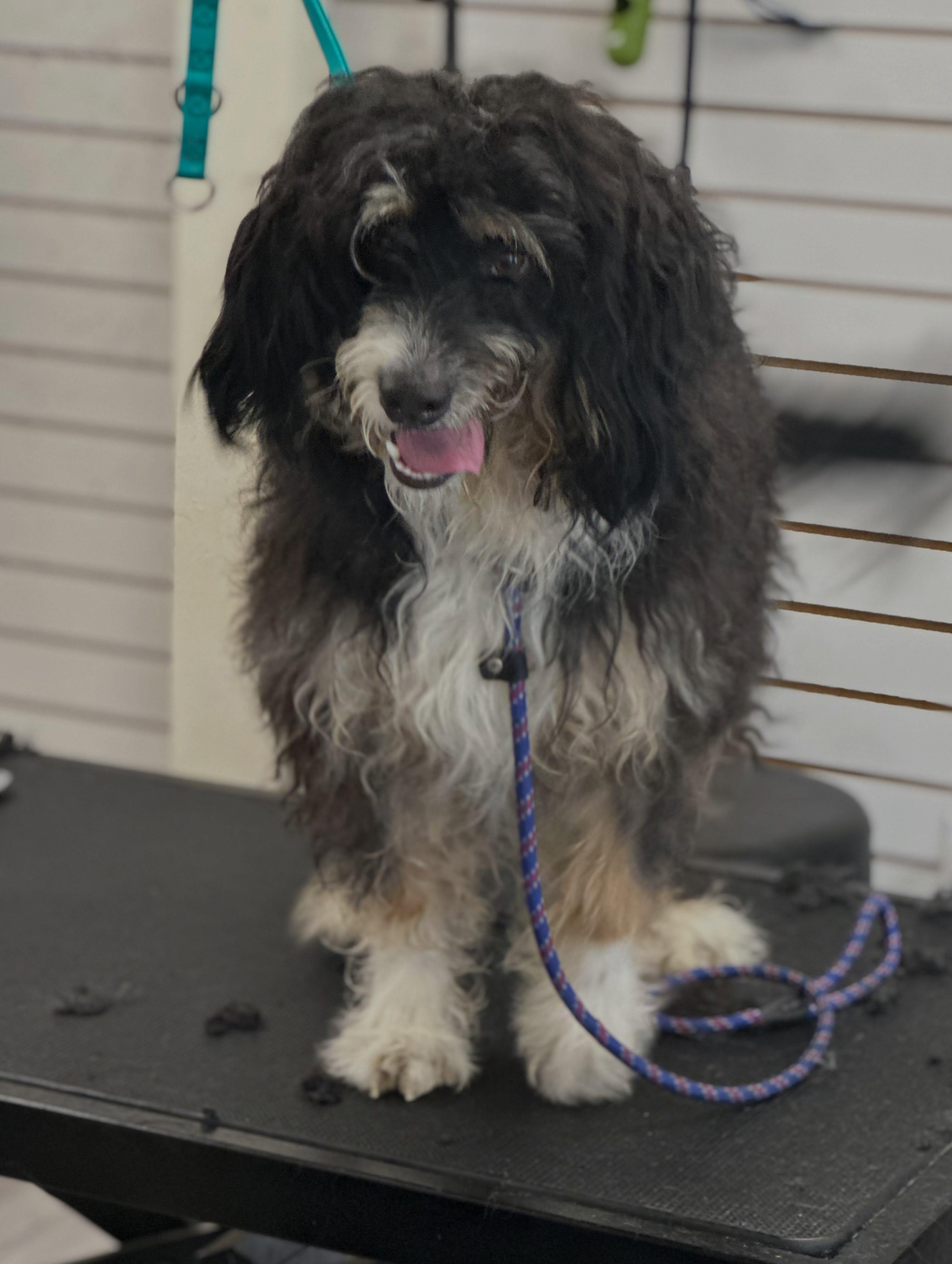 Enlarge Donkey Kong, an adopted Bernadoodle in Brockton, MA image 4/4