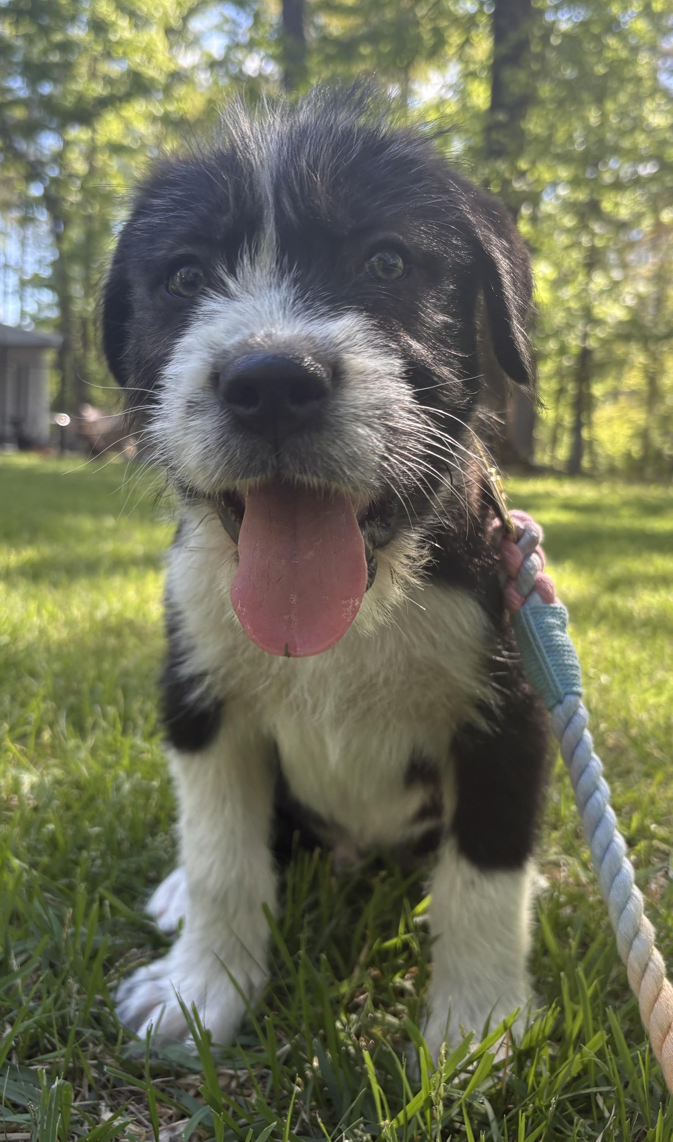 Rigatoni, Adoptable, Puppy Male Labrador Retriever & Giant Schnauzer.