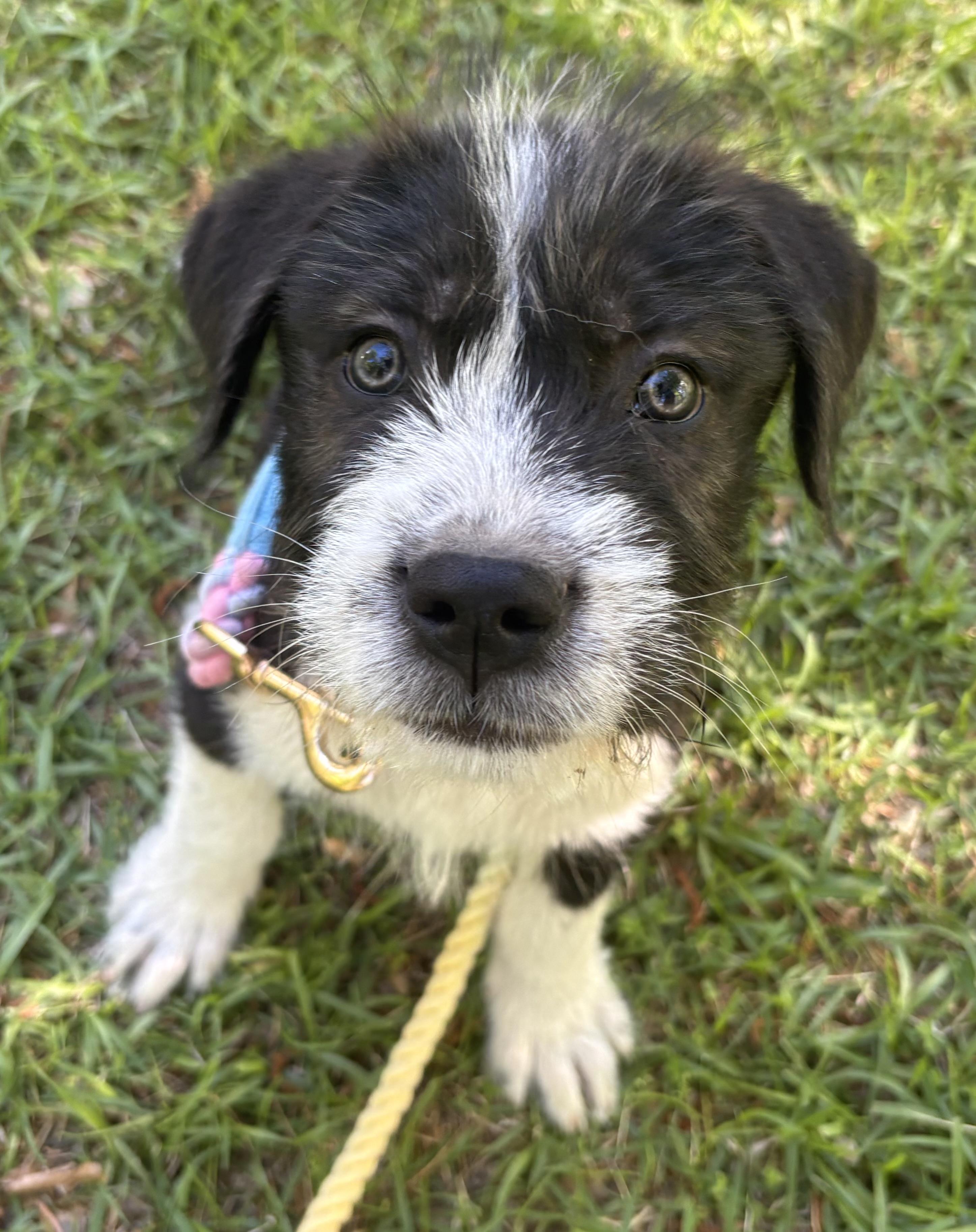 Enlarge Rigatoni, a Adoptable mixed breed in Westport, CT image 2/5
