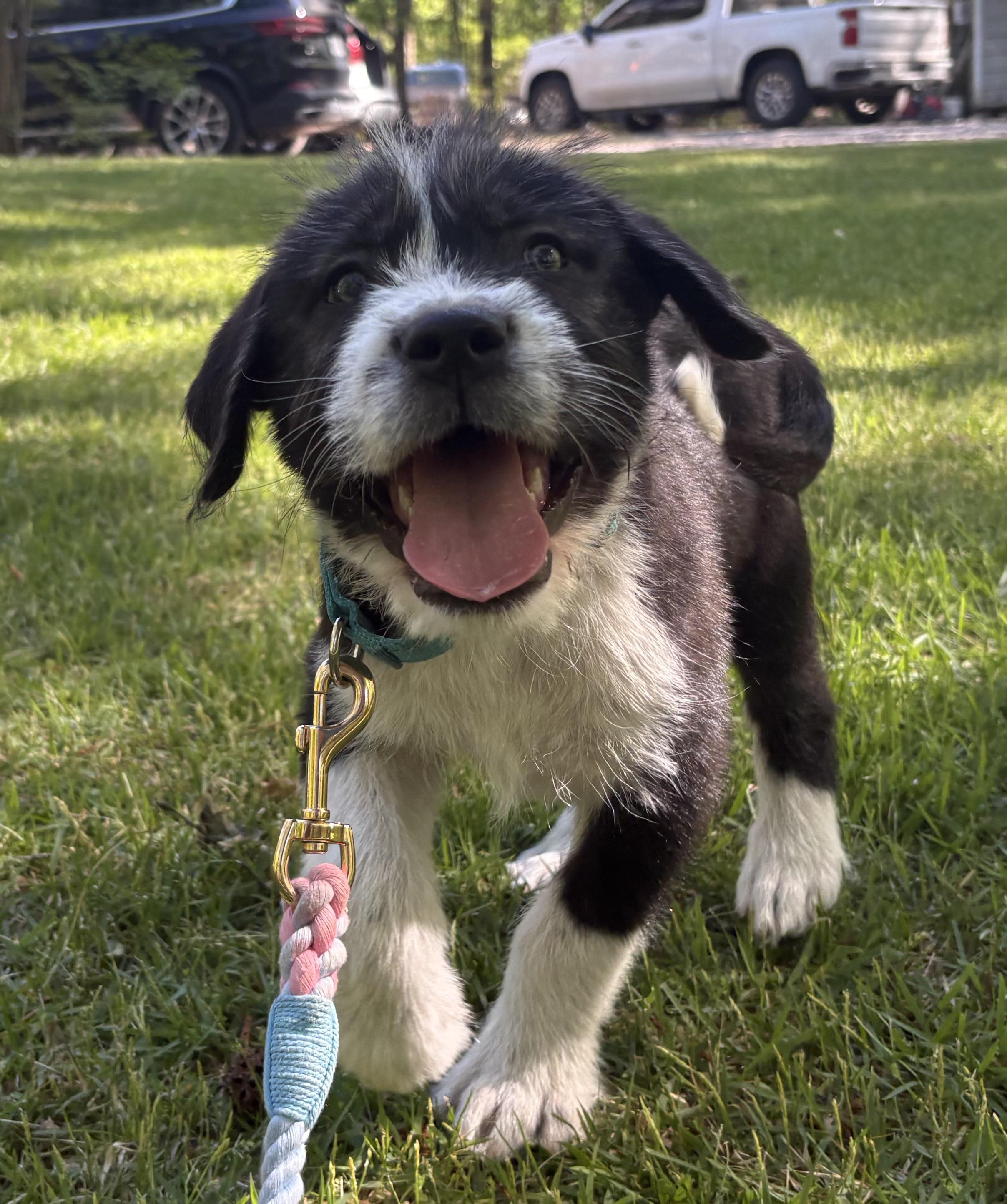 Enlarge Rigatoni, a Adoptable mixed breed in Westport, CT image 3/5