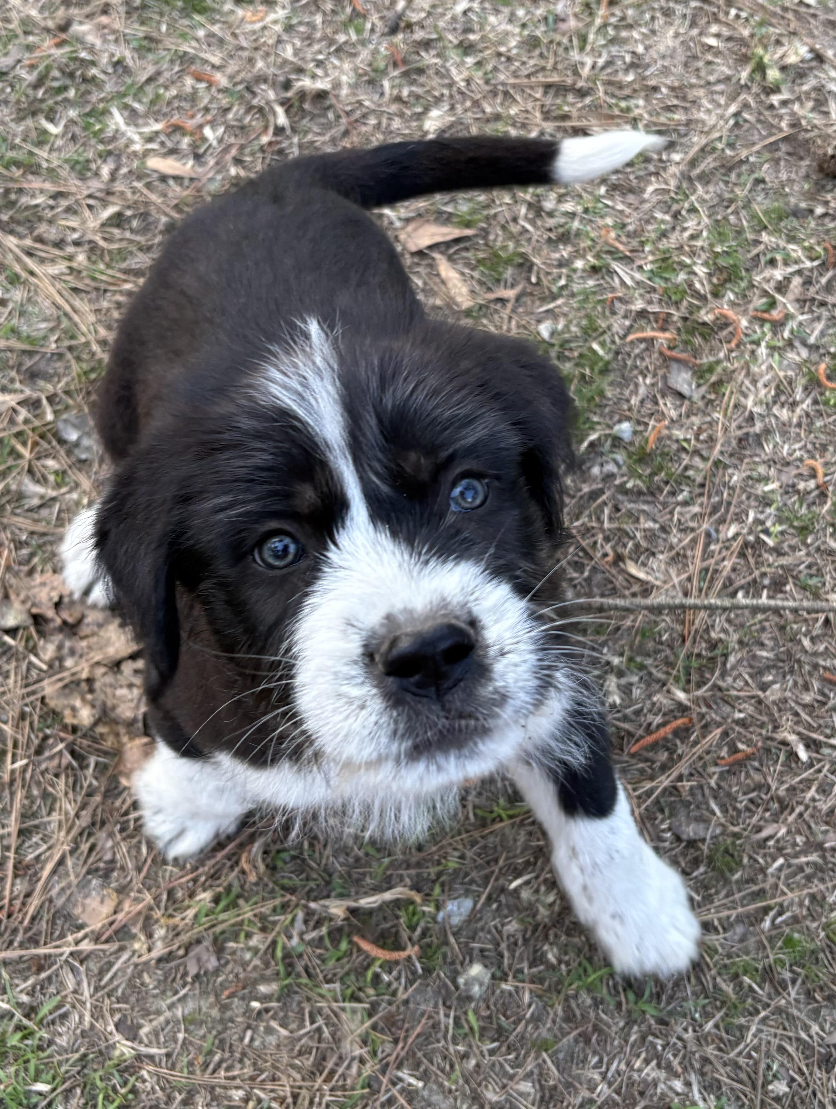 Enlarge Rigatoni, a Adoptable mixed breed in Westport, CT image 4/5