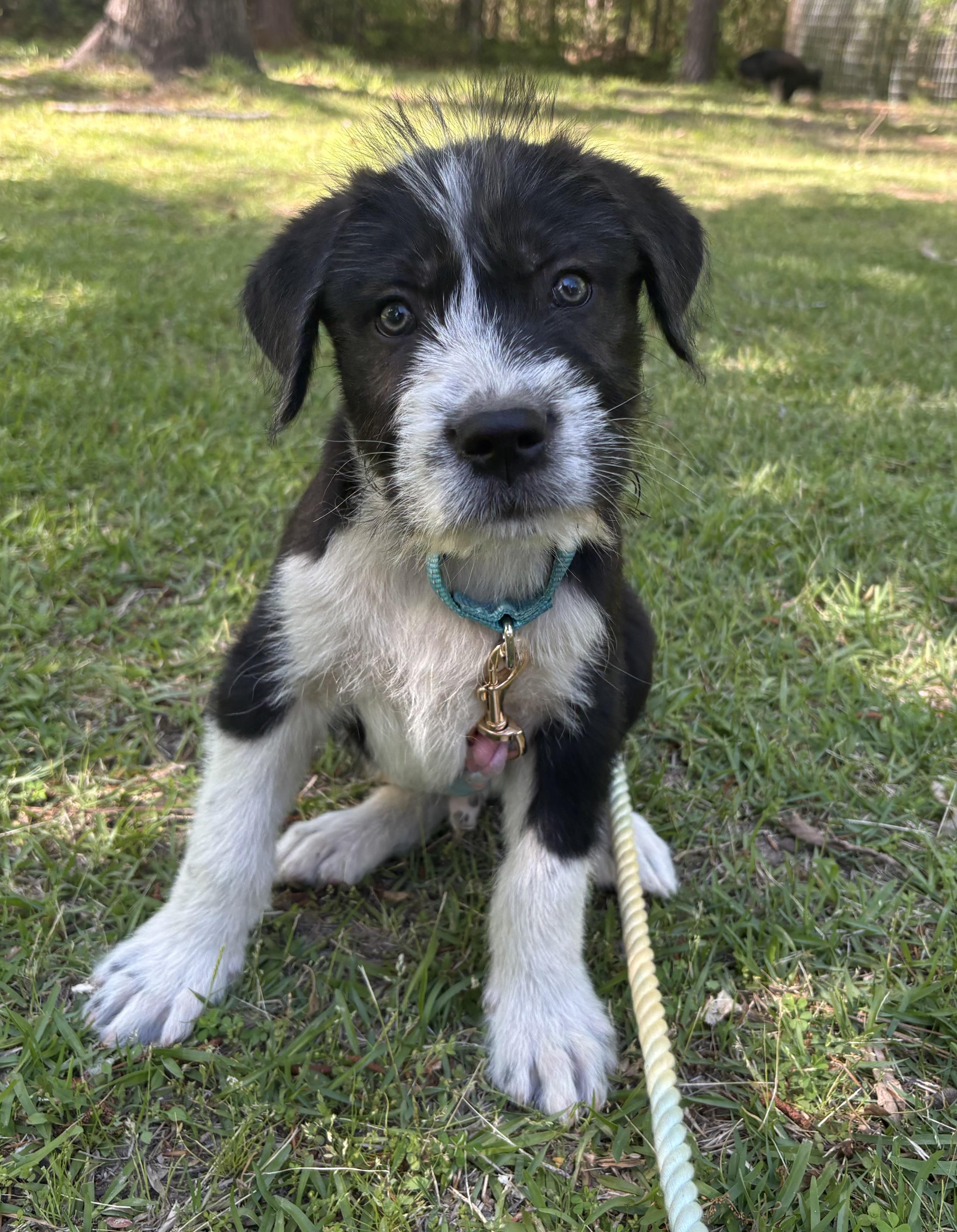 Enlarge Rigatoni, a Adoptable mixed breed in Westport, CT image 5/5