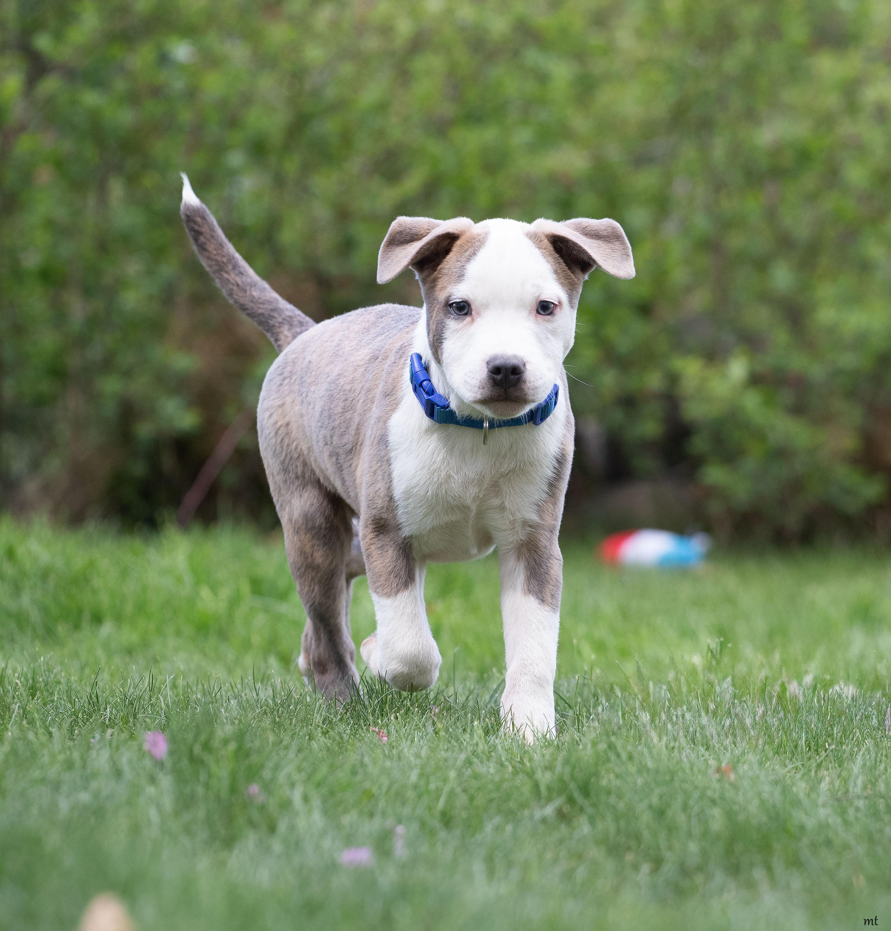 Enlarge Leonardo, a ADOPTABLE Pit Bull Terrier in Washoe Valley, NV image 3/3