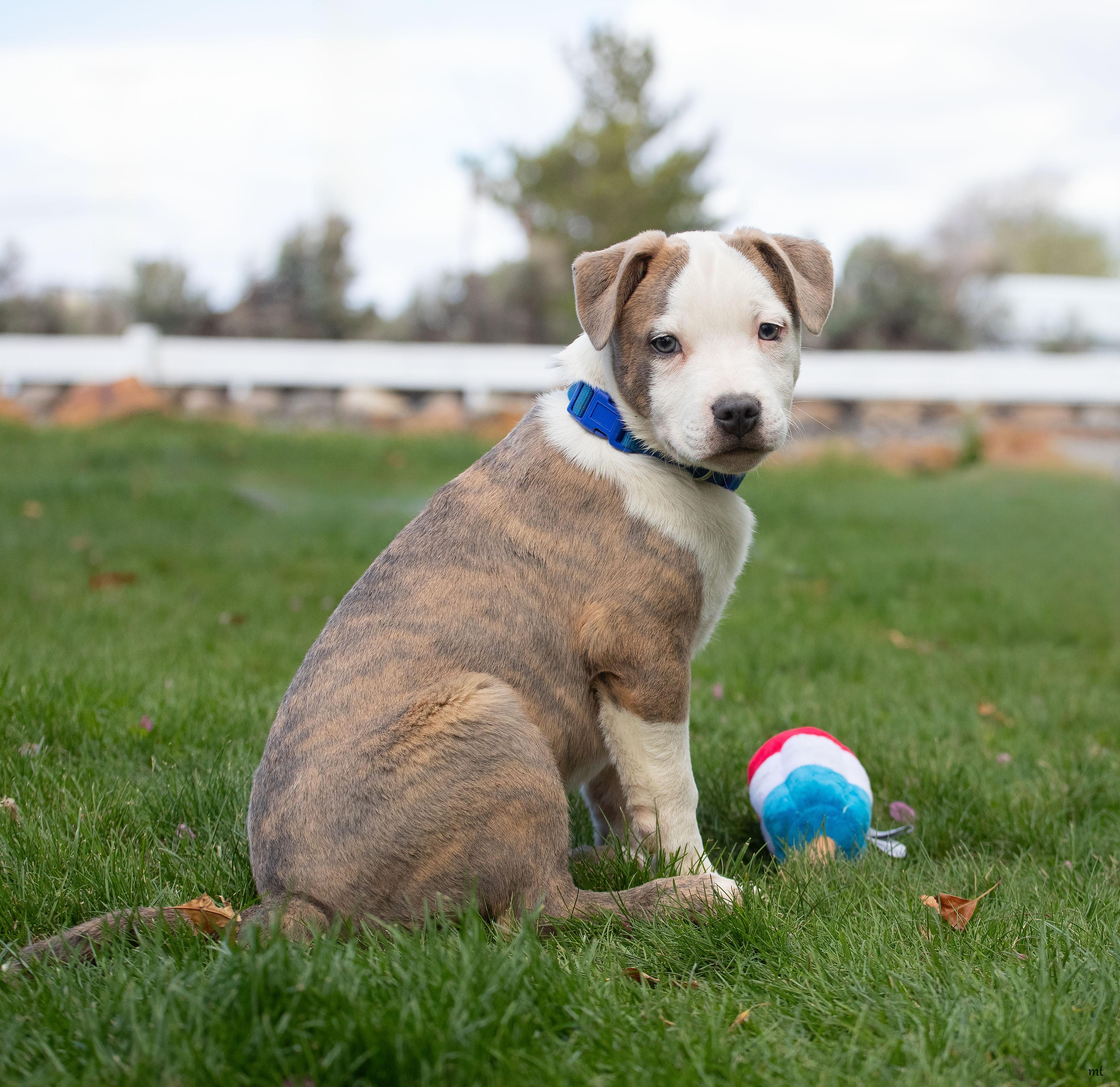 Leonardo, ADOPTABLE, Puppy Male Pit Bull Terrier.