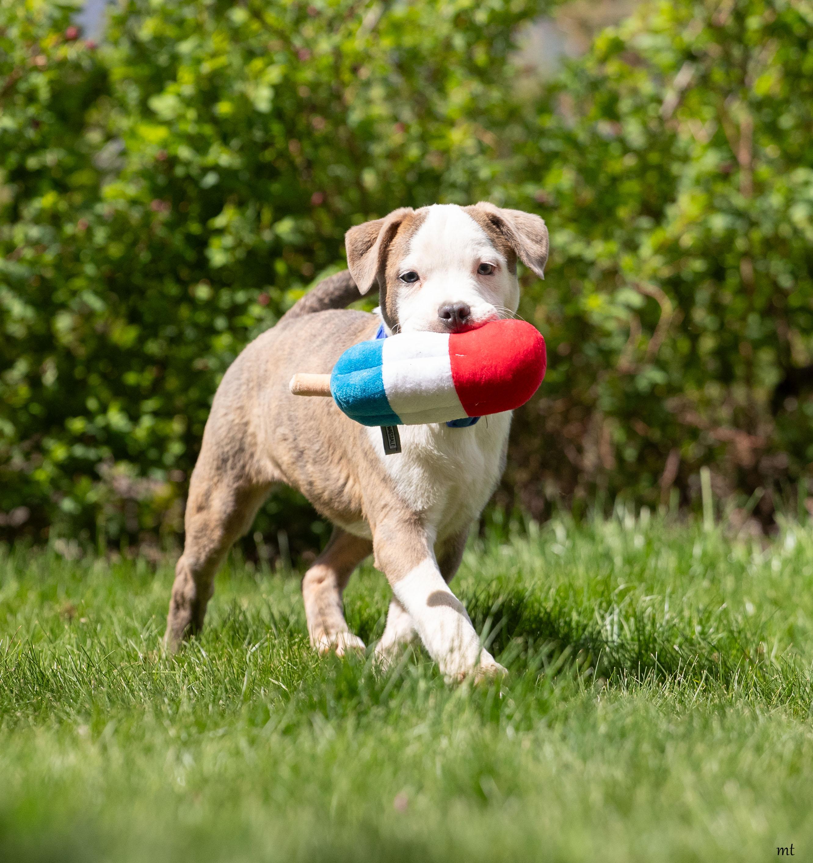Enlarge Leonardo, a ADOPTABLE Pit Bull Terrier in Washoe Valley, NV image 1/1