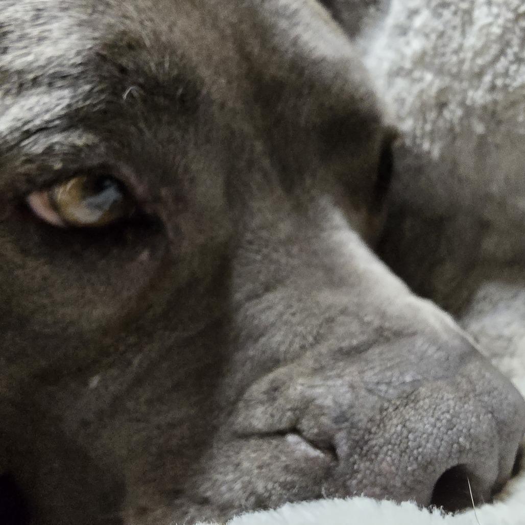 LD, Adoptable, Senior Male American Staffordshire Terrier.