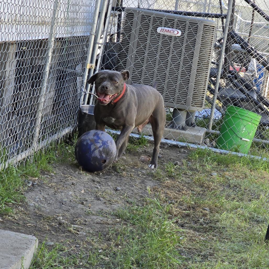 Enlarge LD, a Adoptable American Staffordshire Terrier in West Richland, WA image 2/6