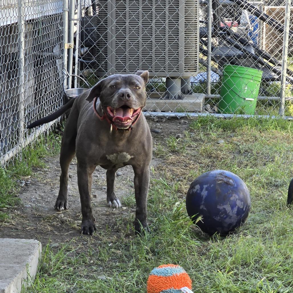 Enlarge LD, a Adoptable American Staffordshire Terrier in West Richland, WA image 6/6