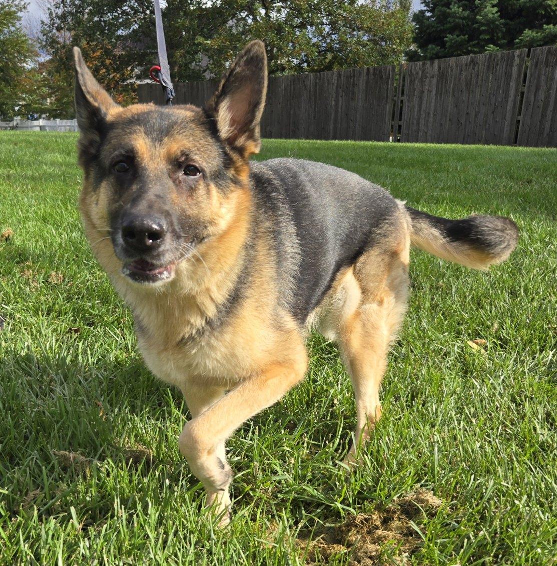 Enlarge Mia, a Adopted German Shepherd Dog in Yorkville, IL image 2/3