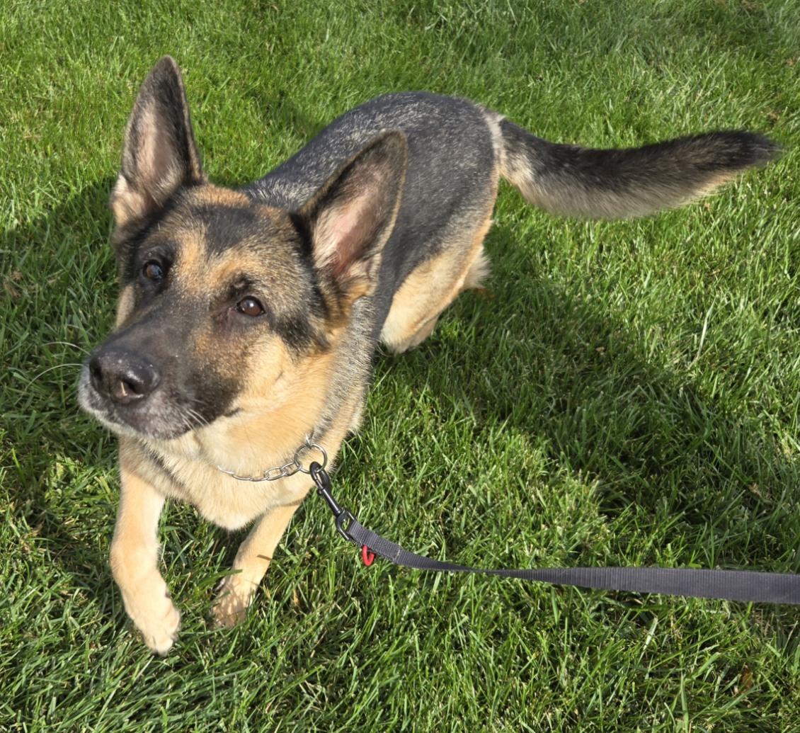Enlarge Mia, a Adopted German Shepherd Dog in Yorkville, IL image 3/3