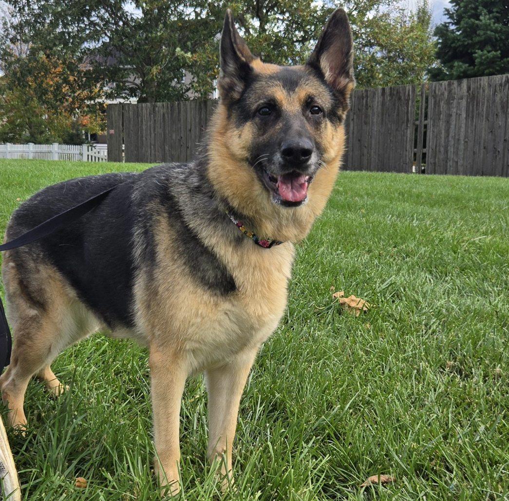Mia, Adopted, Senior Female German Shepherd Dog.