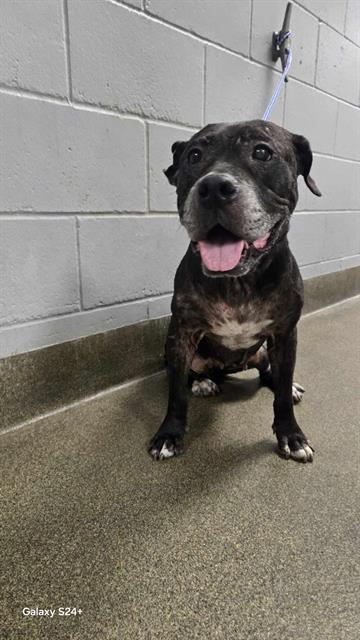 BOO BOO, Adoptable, Senior Female Mixed Breed.