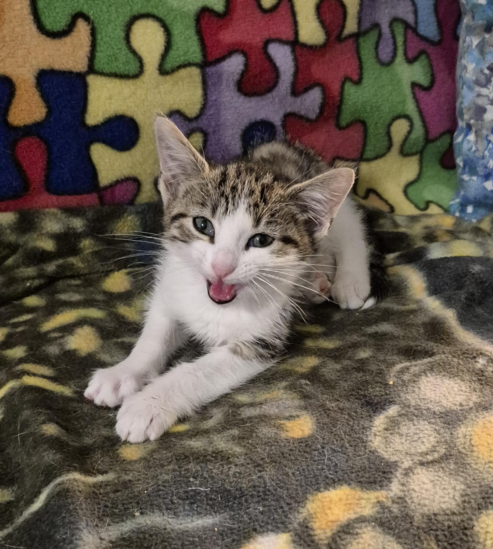 Whitney (Teddy, Niles, Whitney and Avery), Baby Female Domestic Short Hair
