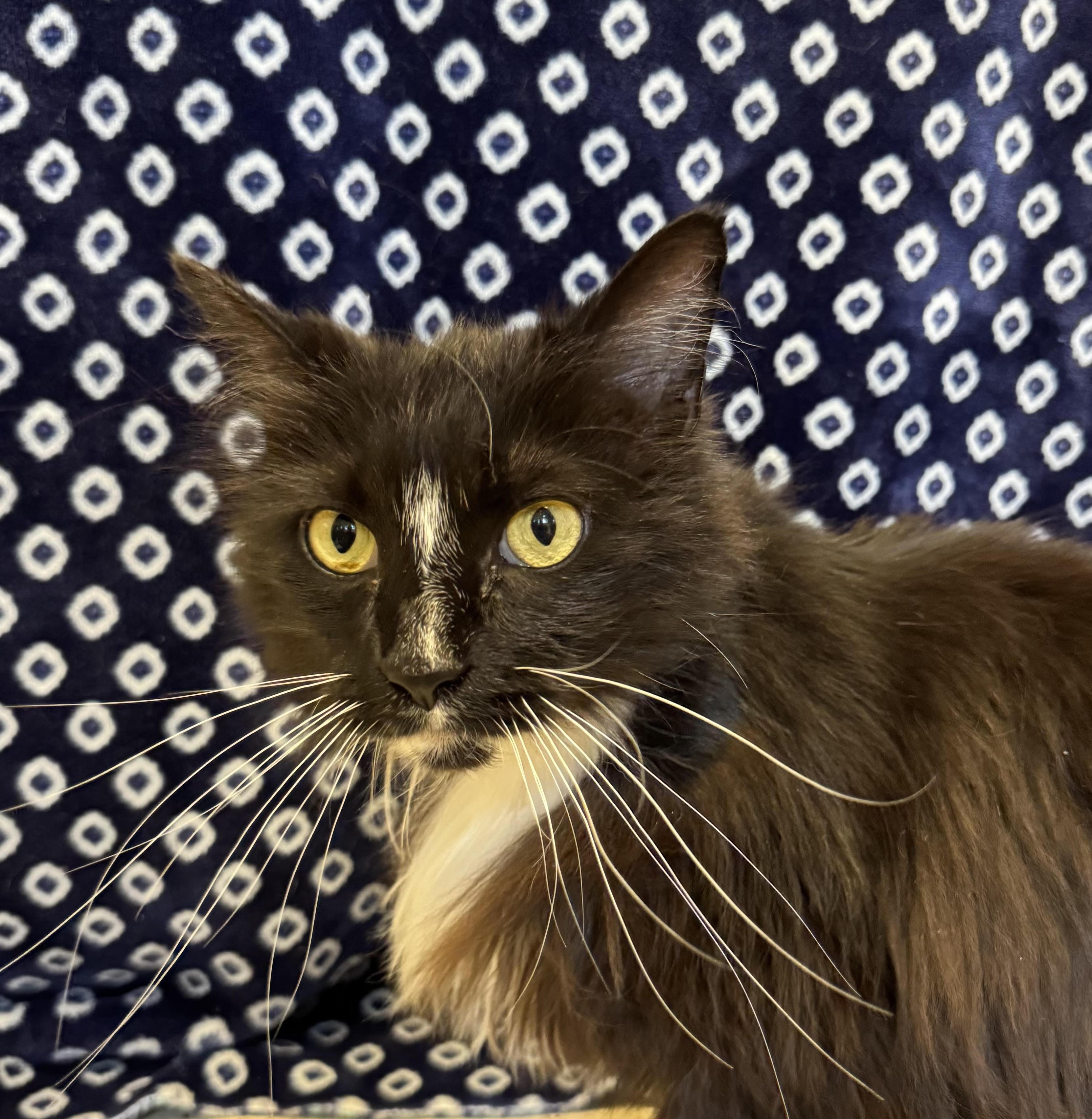 Enlarge Zena, an adoptable Domestic Long Hair in Amery, WI image 1/1