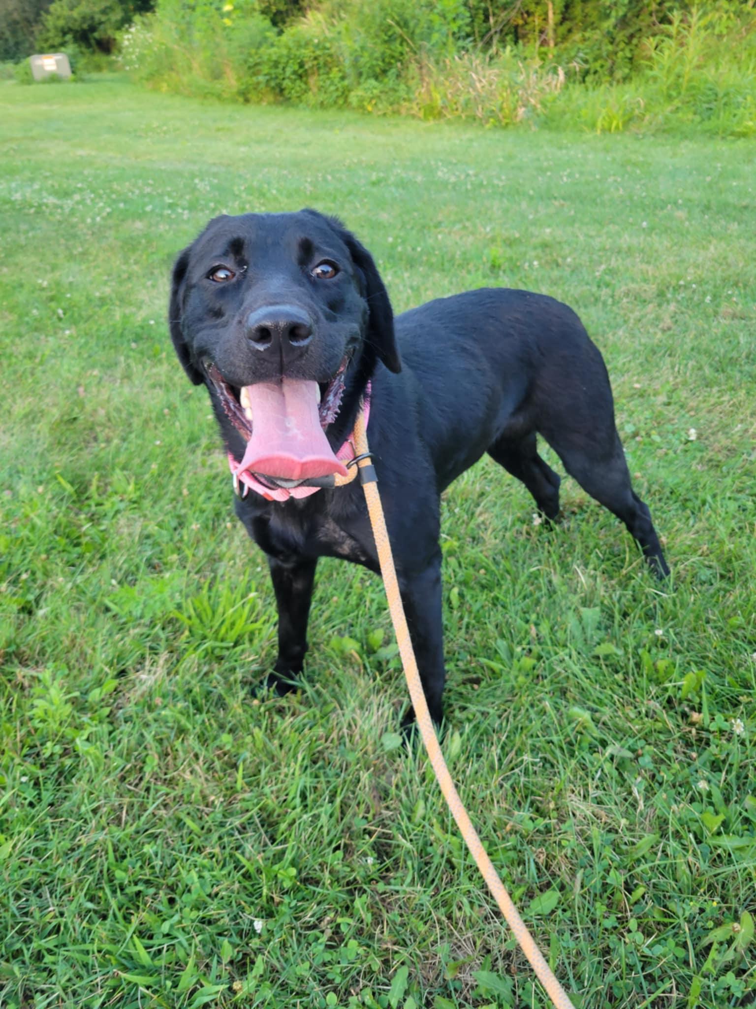 Brynn-Not Accepting Applications Yet!