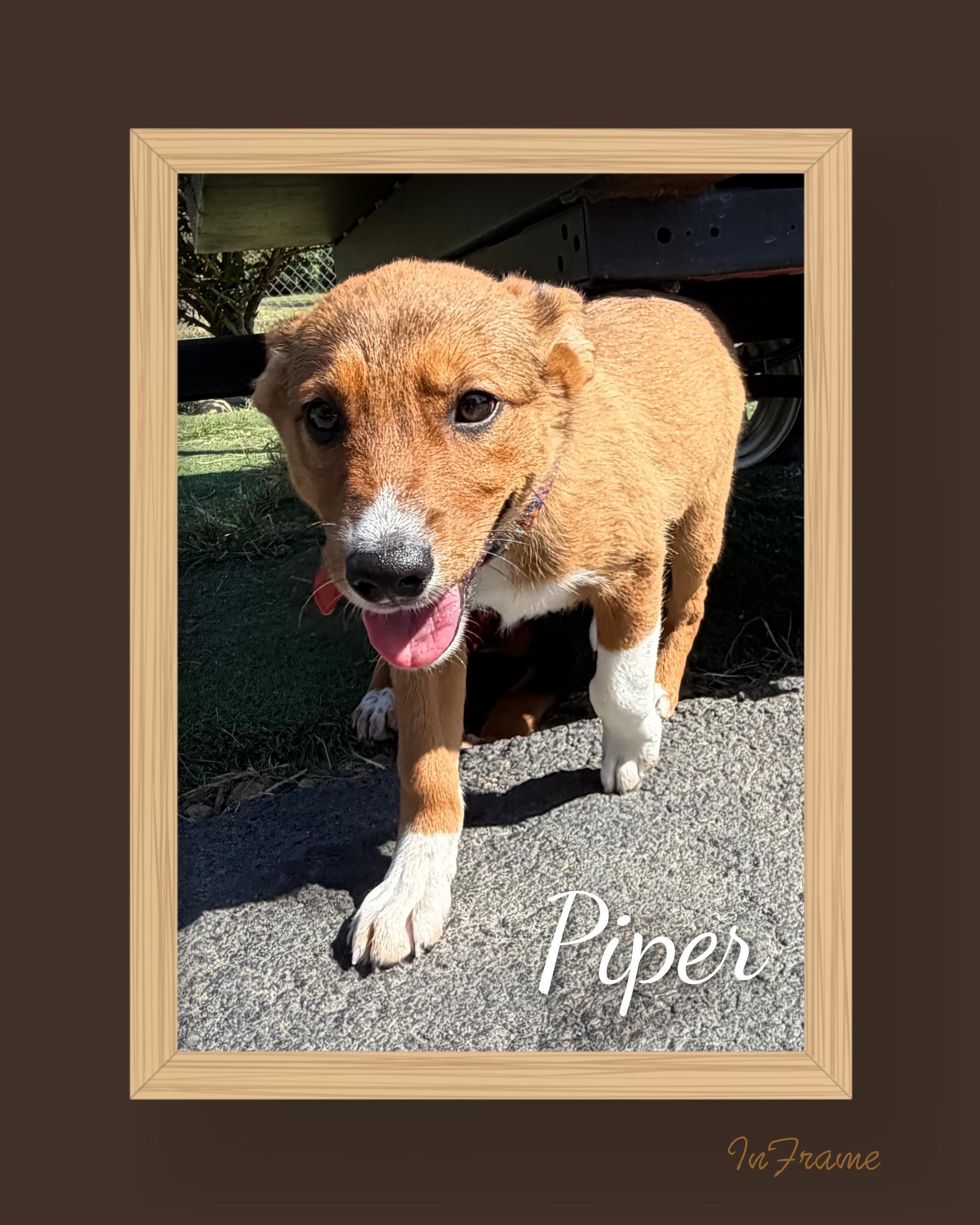 Enlarge Piper, a Adopted Mixed Breed in Fredericksburg, VA image 2/6