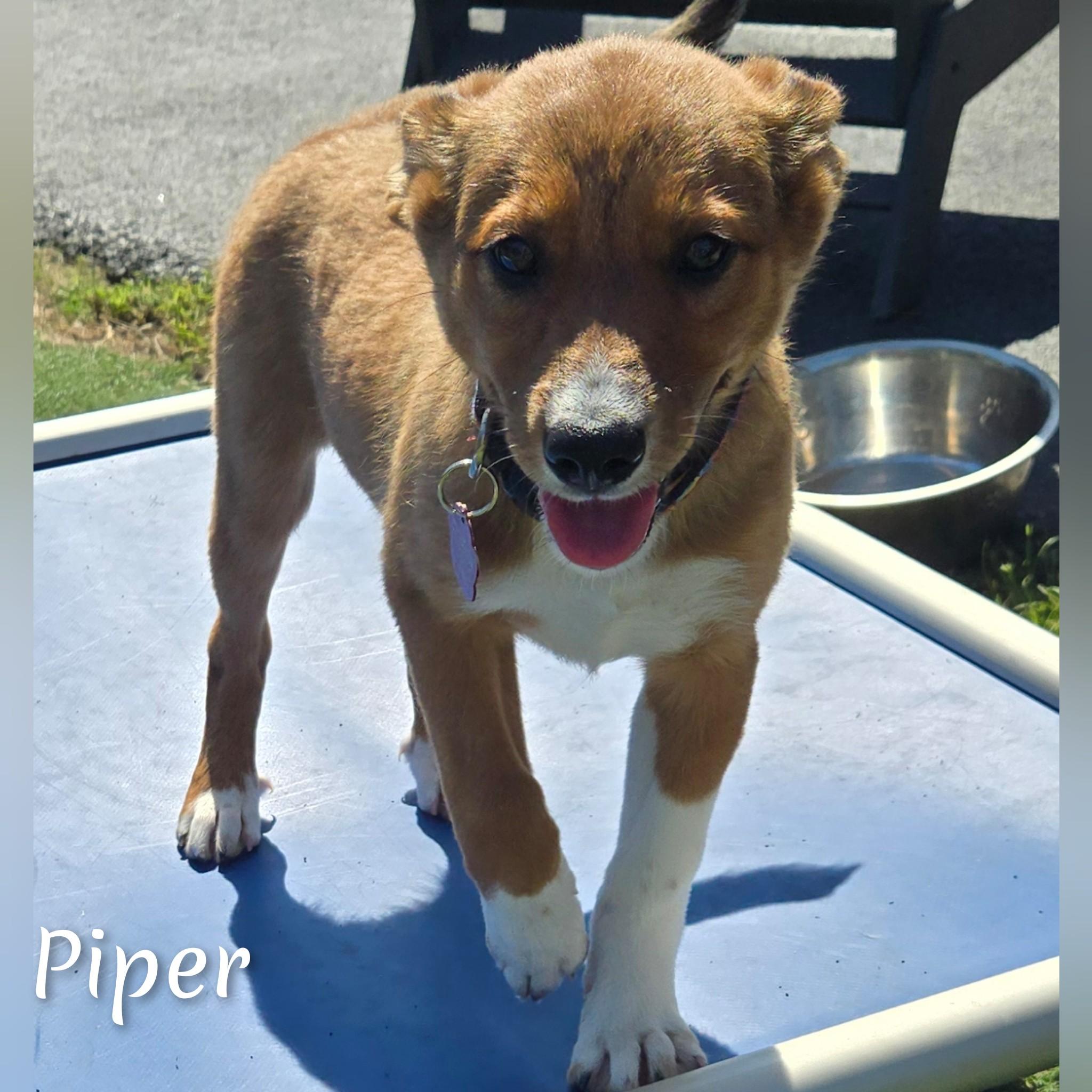 Enlarge Piper, a Adopted Mixed Breed in Fredericksburg, VA image 6/6