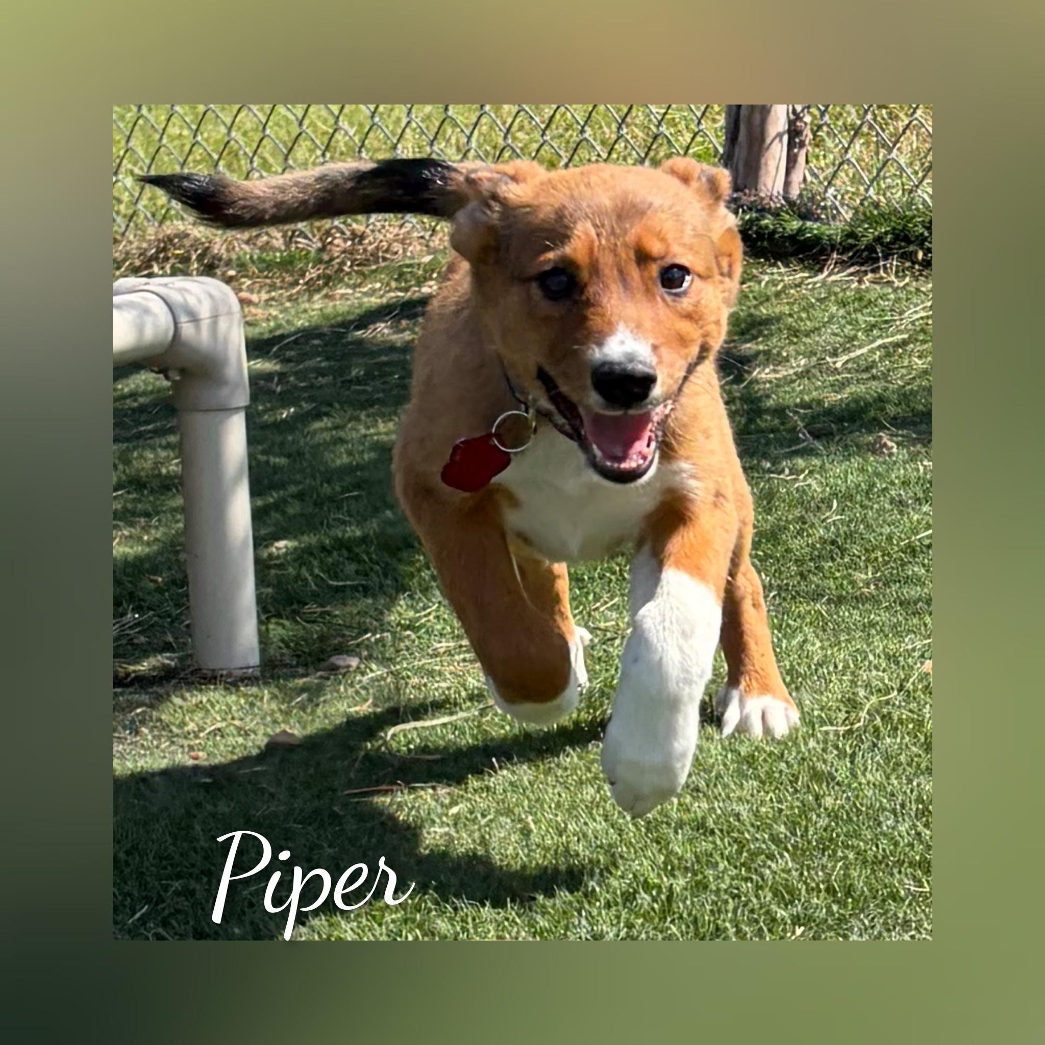 Piper, Adopted, Puppy Female Mixed Breed.