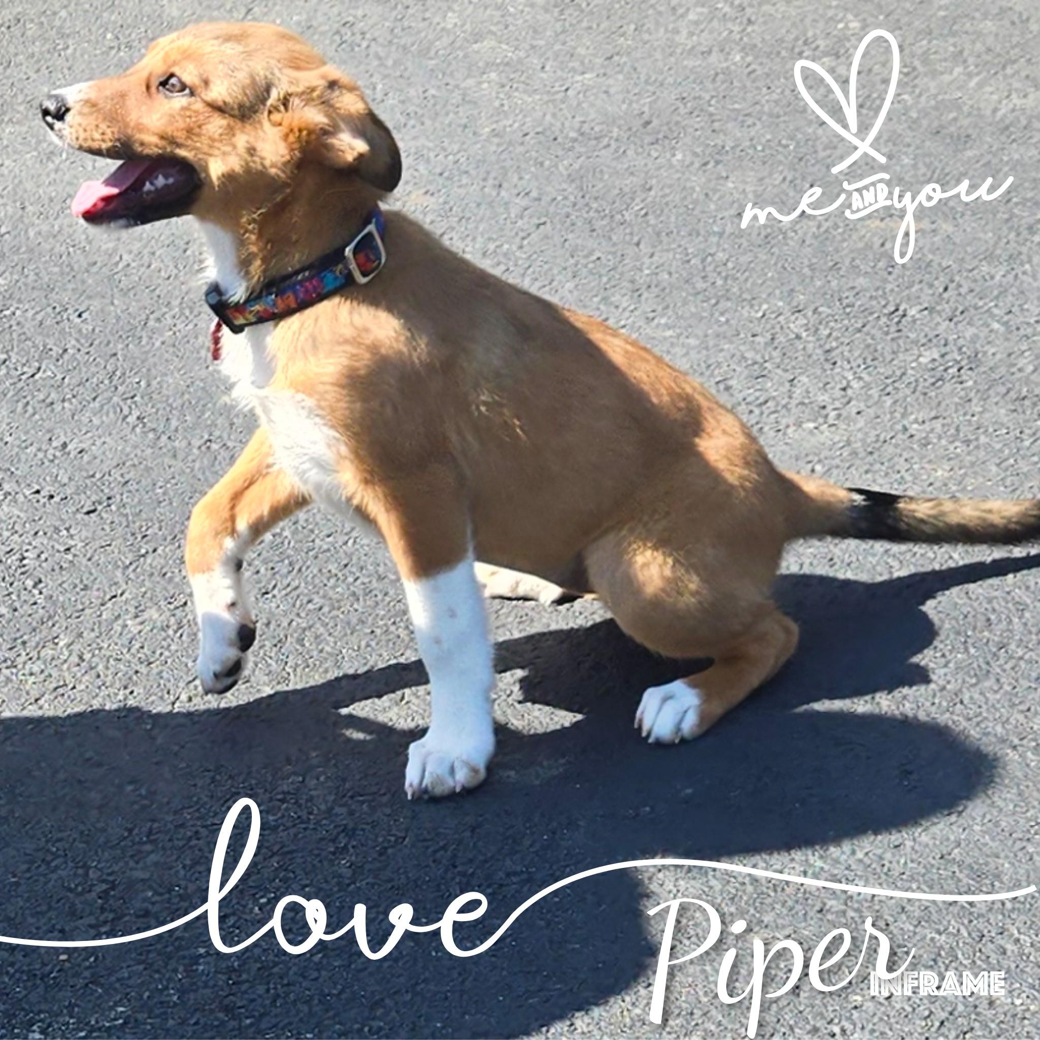 Enlarge Piper, a Adopted Mixed Breed in Fredericksburg, VA image 5/6