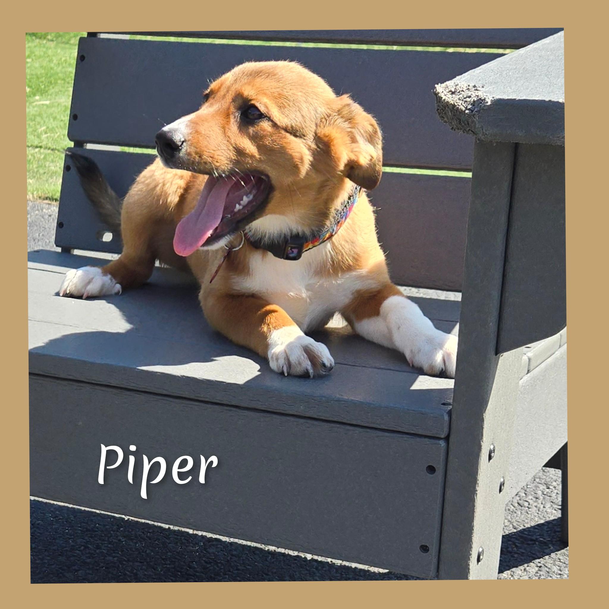 Enlarge Piper, a Adopted Mixed Breed in Fredericksburg, VA image 4/6
