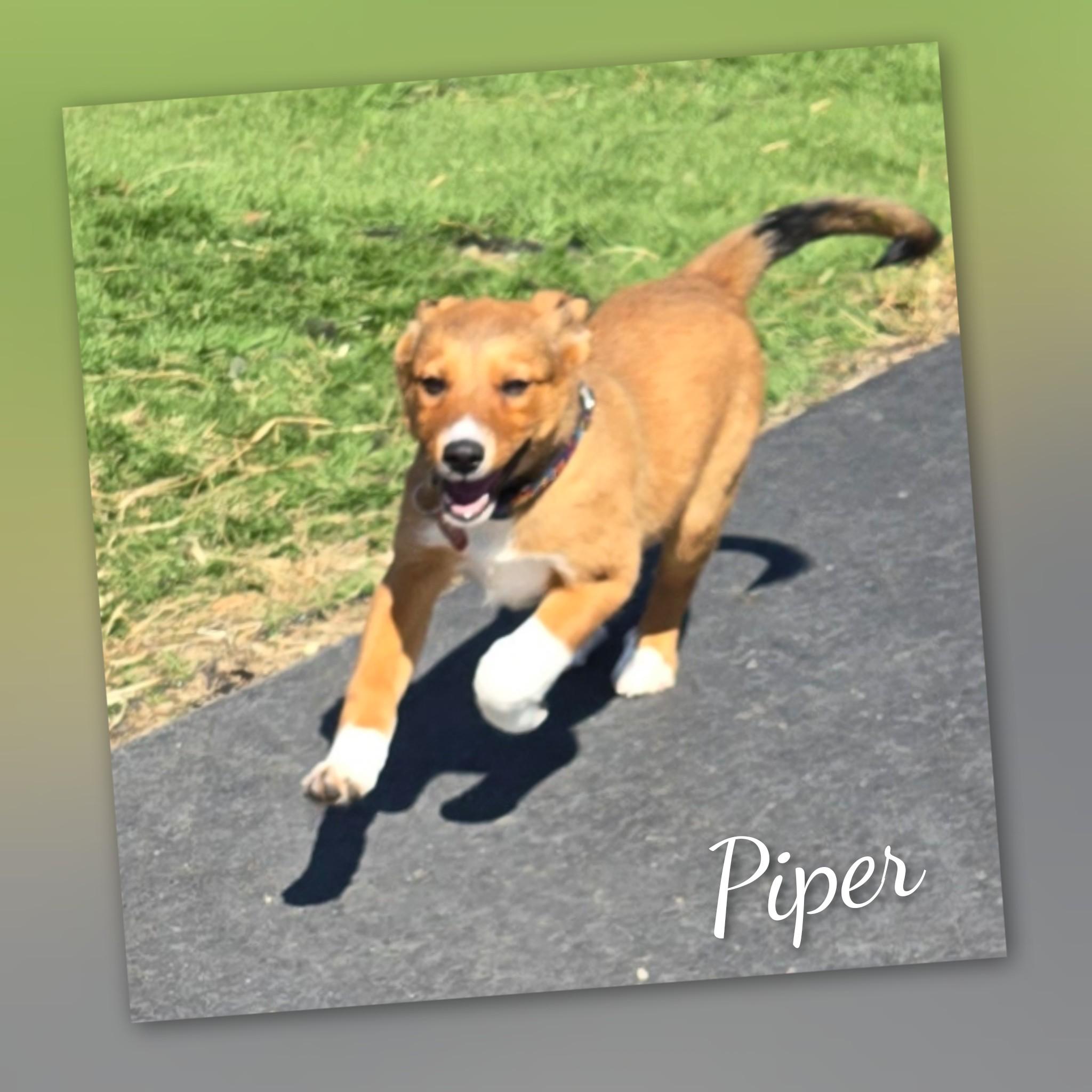Enlarge Piper, a Adopted Mixed Breed in Fredericksburg, VA image 3/6