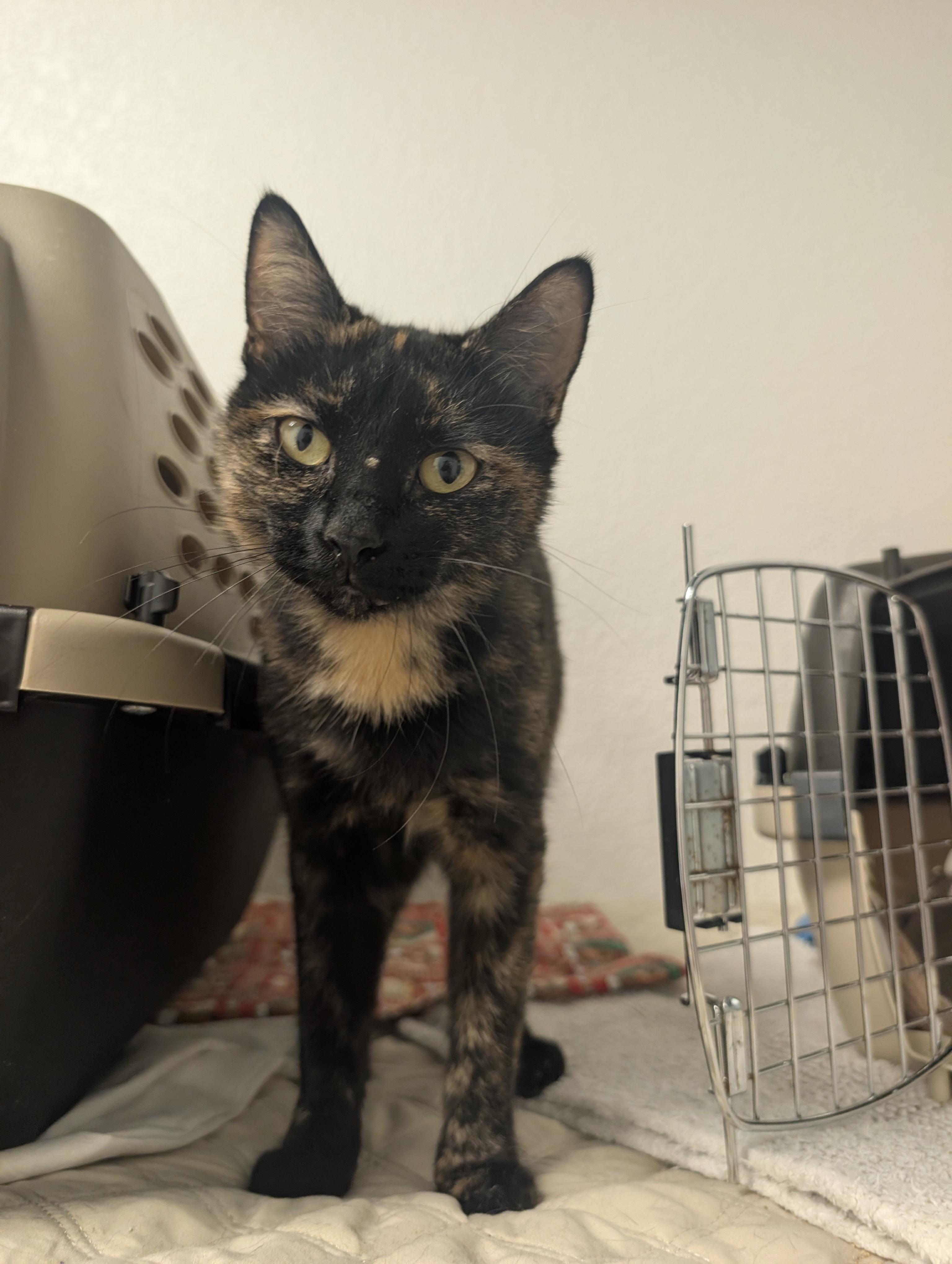 Saffron, Adopted, Young Female Domestic Short Hair.