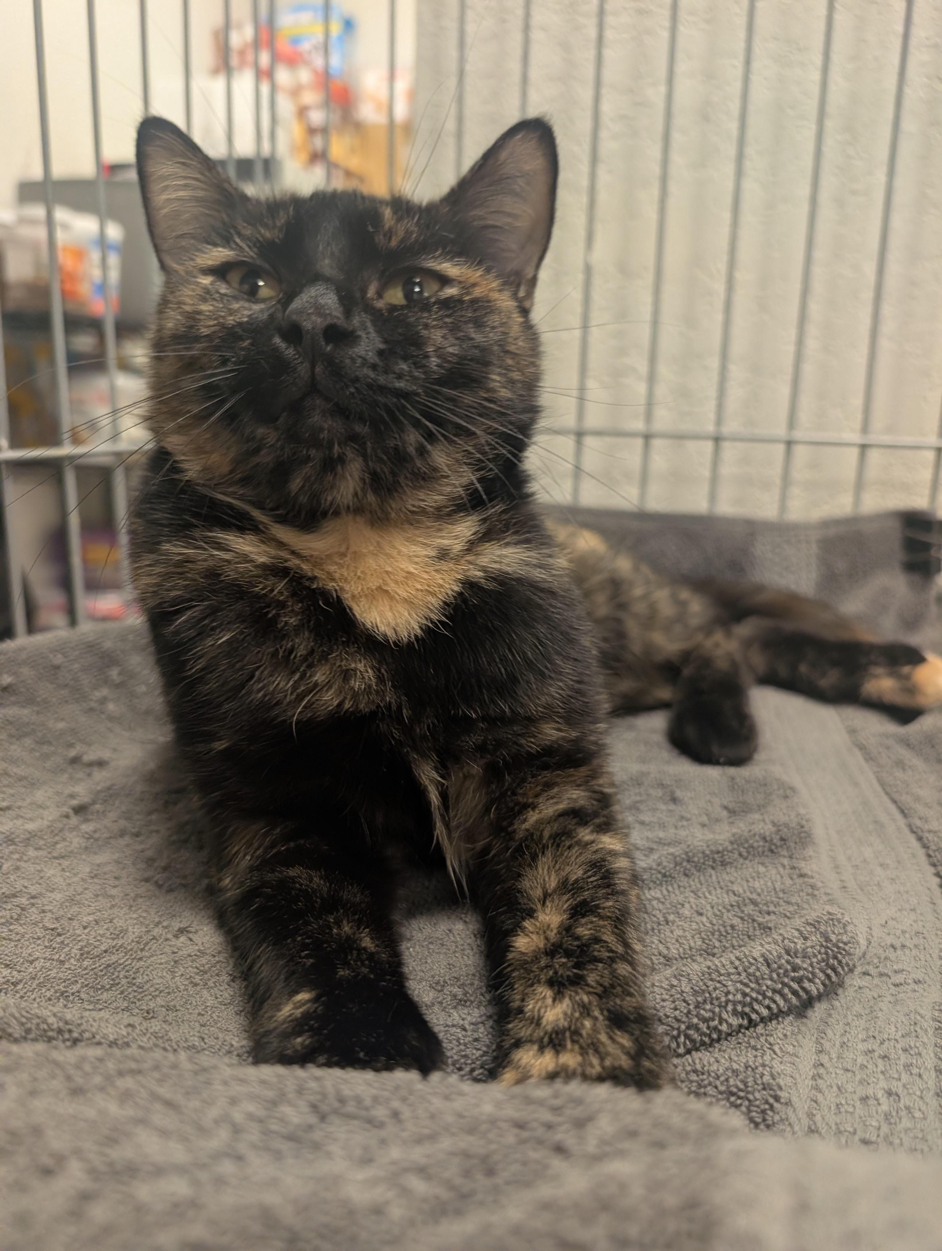 Enlarge Saffron, a Adopted Domestic Short Hair in Palm Harbor, FL image 4/4