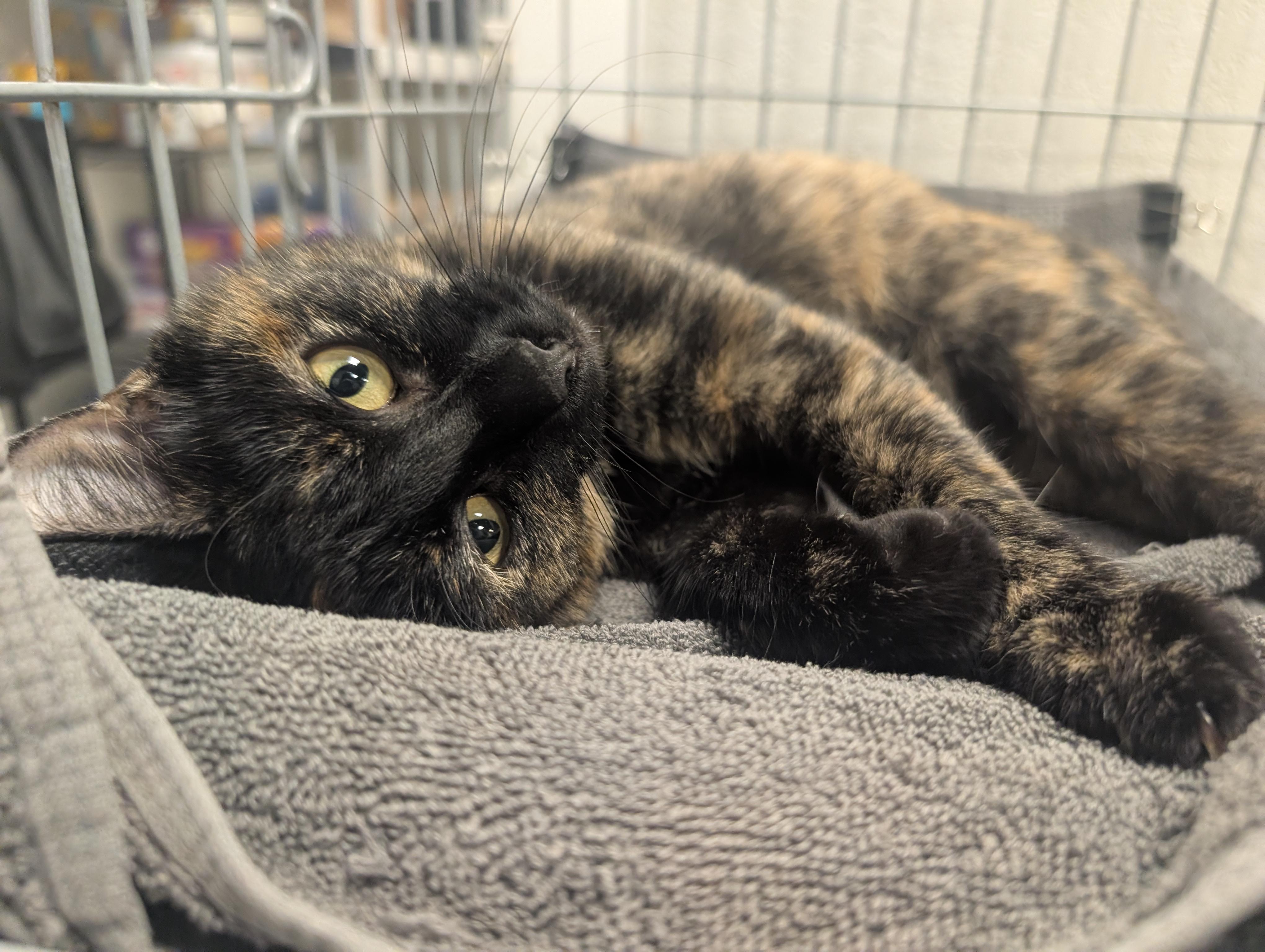 Enlarge Saffron, a Adopted Domestic Short Hair in Palm Harbor, FL image 3/4