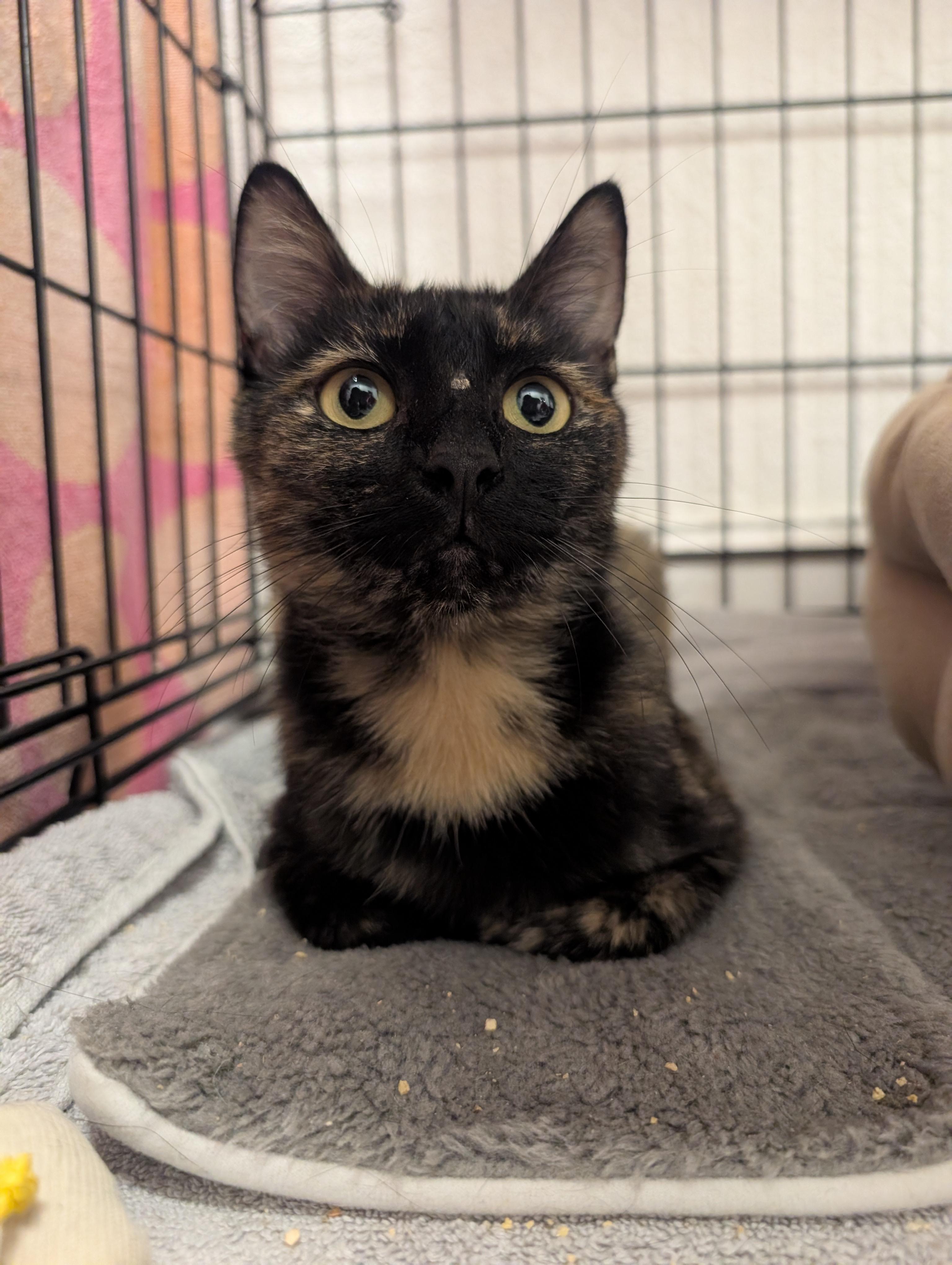 Enlarge Saffron, a Adopted Domestic Short Hair in Palm Harbor, FL image 2/4