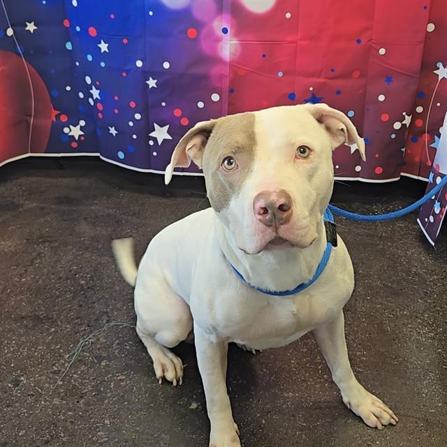 A011306, Adoptable, Young Male American Staffordshire Terrier.