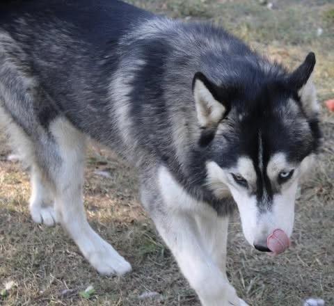 Enlarge Blue, a Adoptable Husky in Monroeville , PA image 5/6