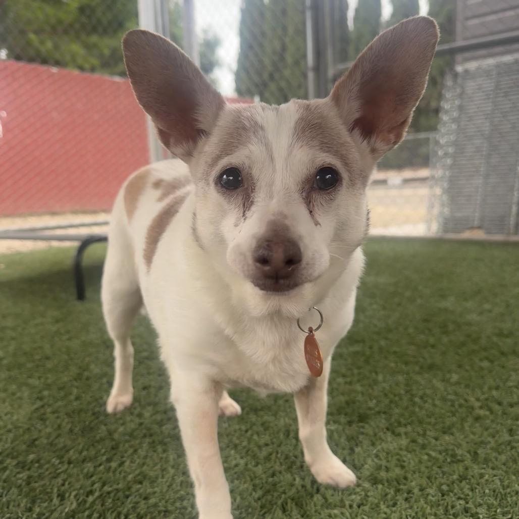 Kiyomi, Adoptable, Senior Female Chihuahua.