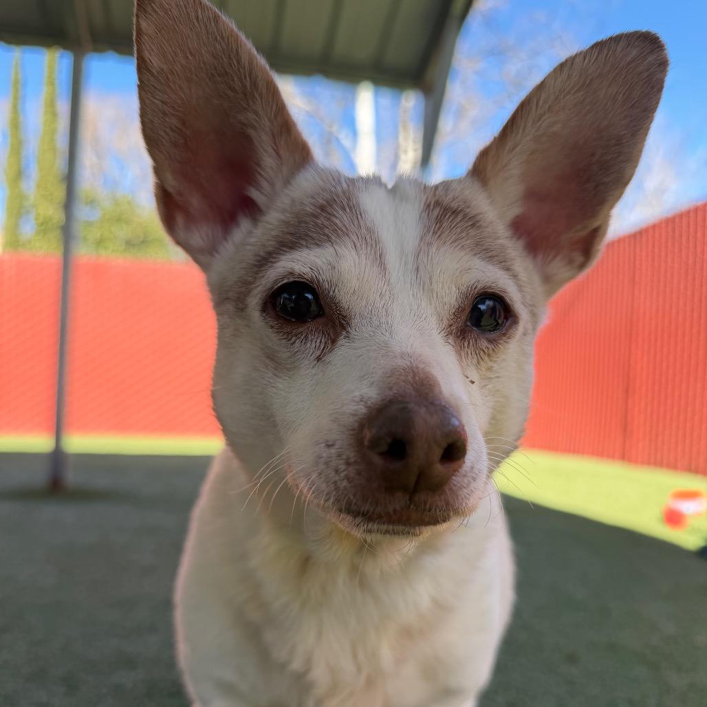 Kiyomi, Adoptable, Senior Female Chihuahua.