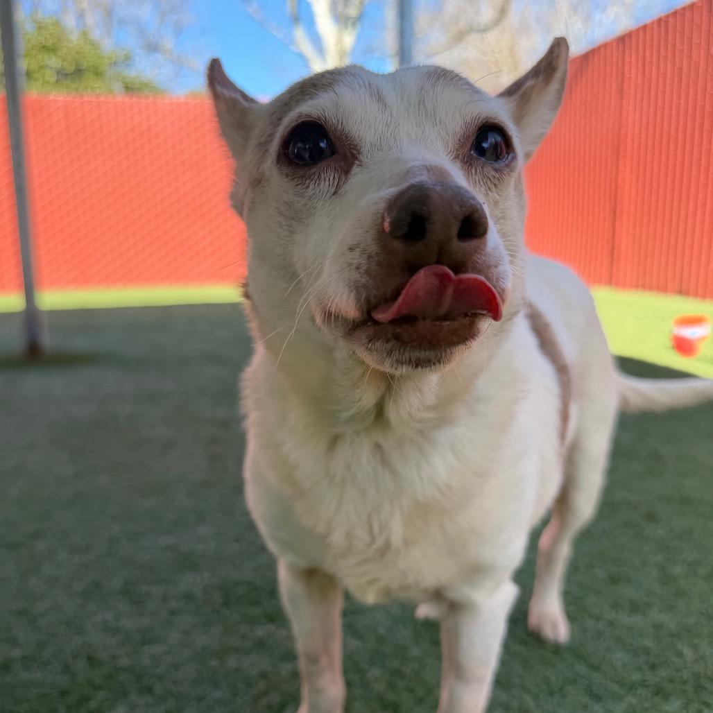 Enlarge Kiyomi, a Adoptable Chihuahua in Buellton, CA image 2/4