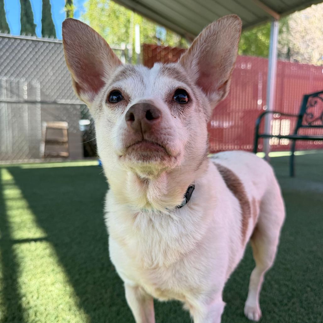 Enlarge Kiyomi, a Adoptable Chihuahua in Buellton, CA image 3/4