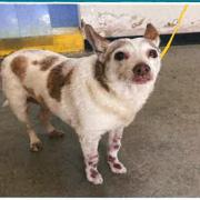 Kiyomi, Adoptable, Senior Female Chihuahua.