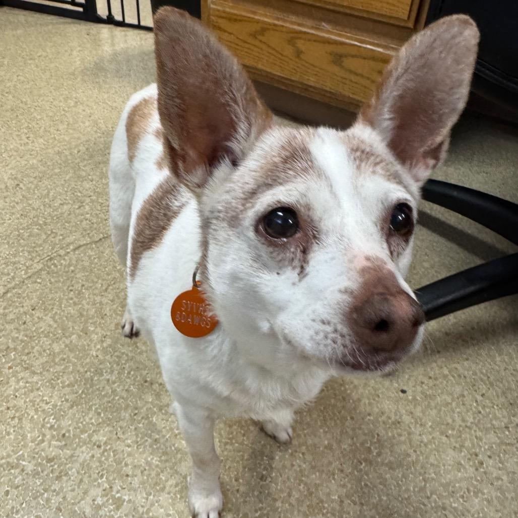 Kiyomi, a Adoptable Chihuahua in Buellton, CA image 5/5
